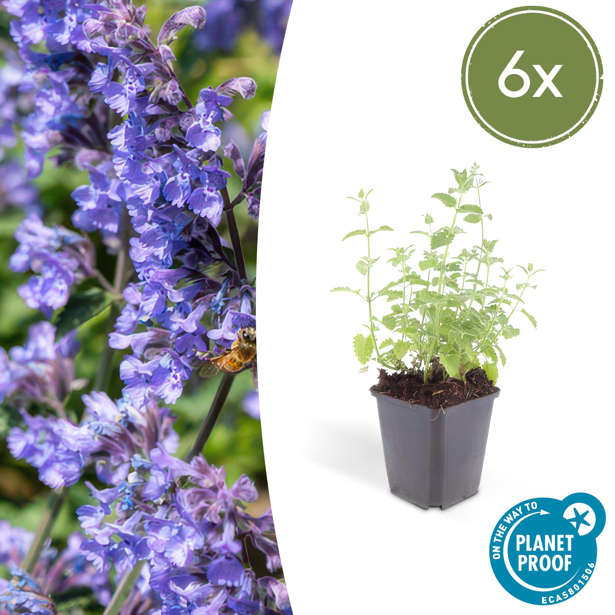 Kattenkruid 'Six Hills Giant' (Nepeta)