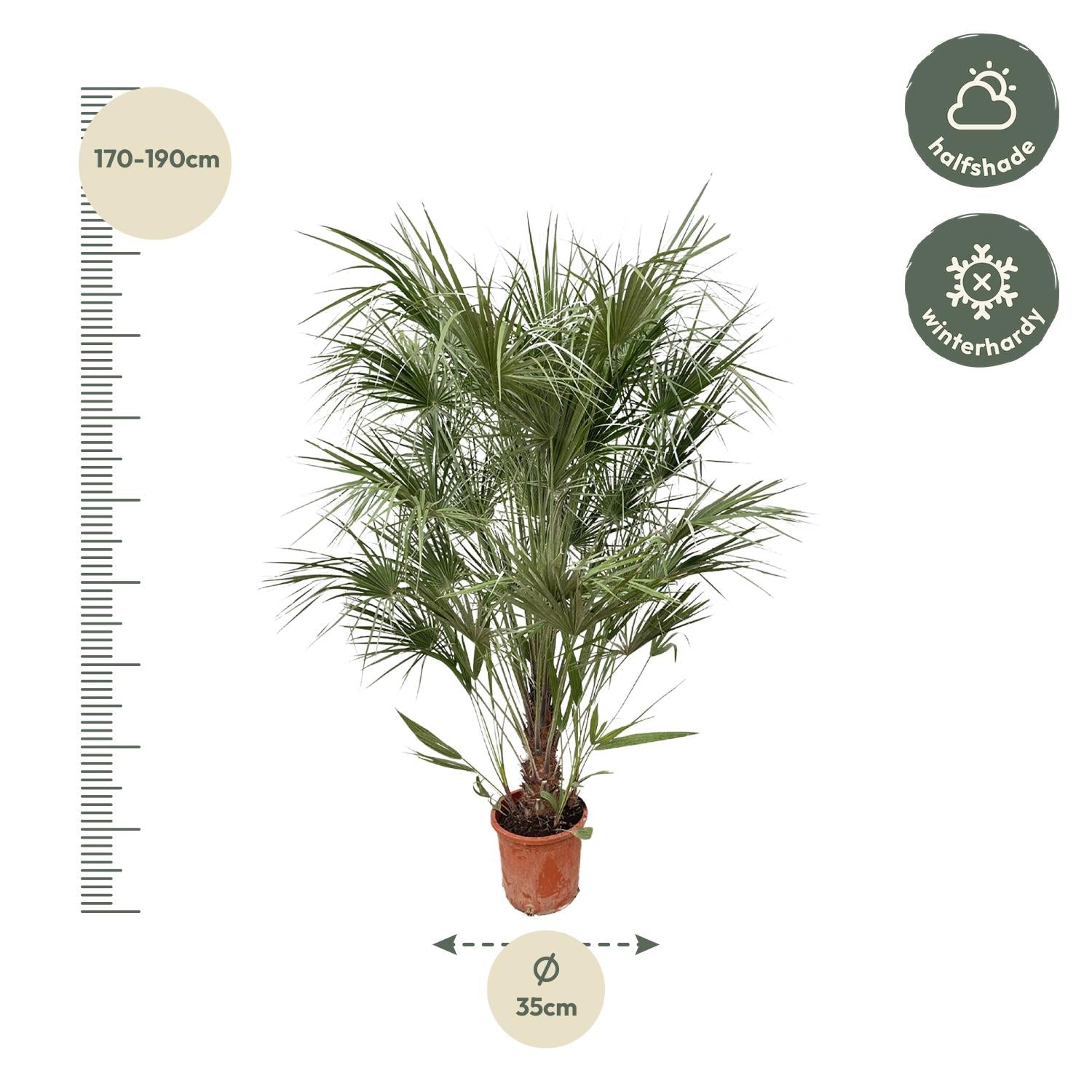 Waaierpalm Chamaerops - 170 cm