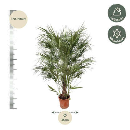 Waaierpalm Chamaerops - 170 cm