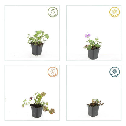 Ooievaarsbek 'Cambridge' - set van 6 – voor tuin & terras