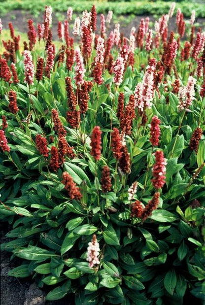 Duizendknoop 'Darjeeling Red' - set van 6 – voor tuin & terras