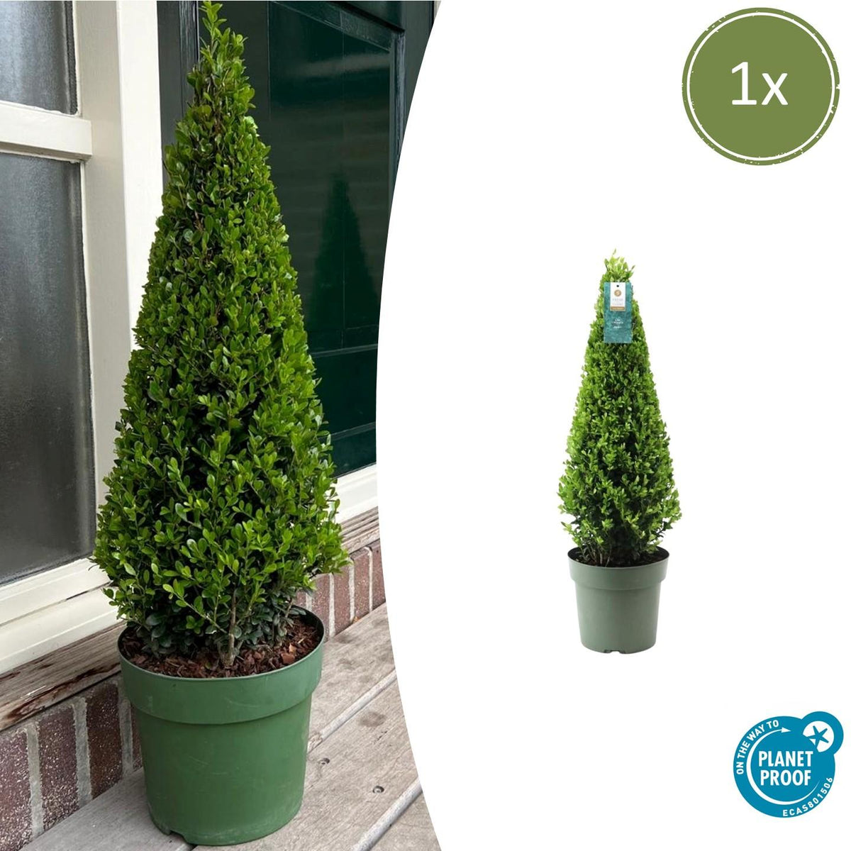Hulst piramide (Ilex crenata) 55 cm – voor tuin & terras