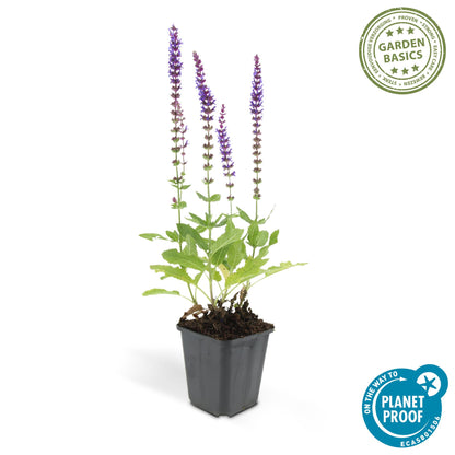 Bossalie 'Ostfriesland' - set van 6 – voor tuin & terras