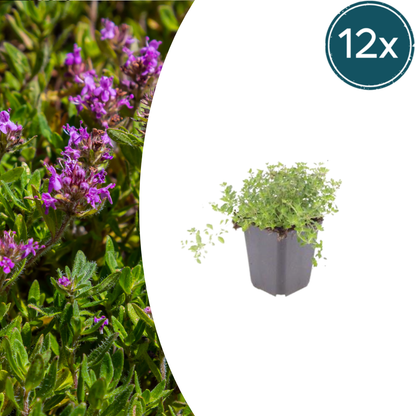 Wilde tijm (Thymus serpyllum) - set van 12 – voor tuin & terras