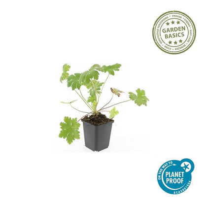 Ooievaarsbek 'Ingwersen's Variety' - set van 6 – voor tuin & terras