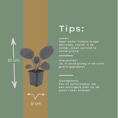 Schoenlappersplant (Bergenia cordifolia) - set van 6 – voor tuin & terras
