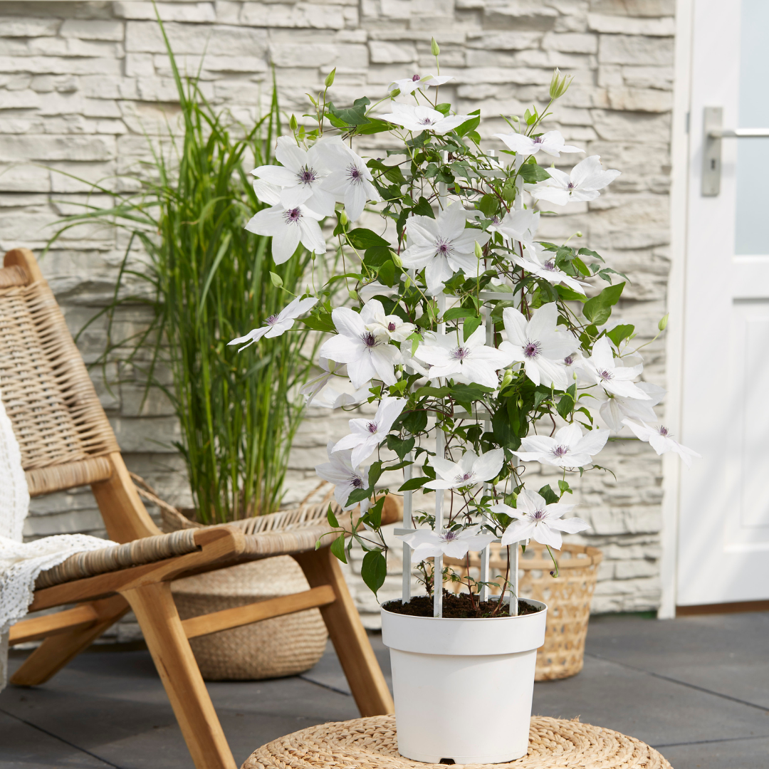 Clematis Garland Tsukiko - klimplant