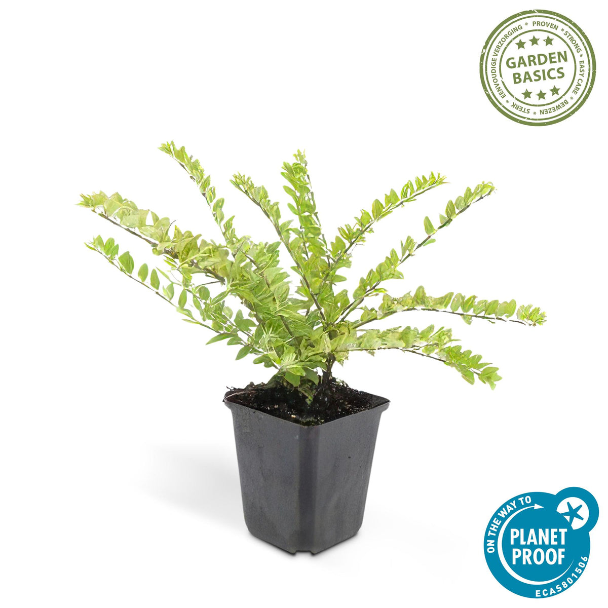 Struikkamperfoelie 'Maigrün' - set van 6 – voor tuin & terras