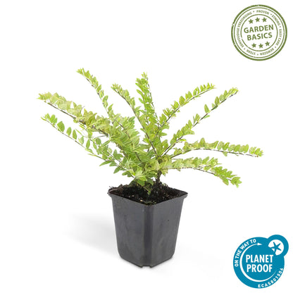 Struikkamperfoelie 'Maigrün' - set van 6 – voor tuin & terras