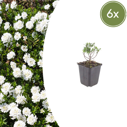 Scheefbloem 'Schneeflocke' - set van 6 – voor tuin & terras