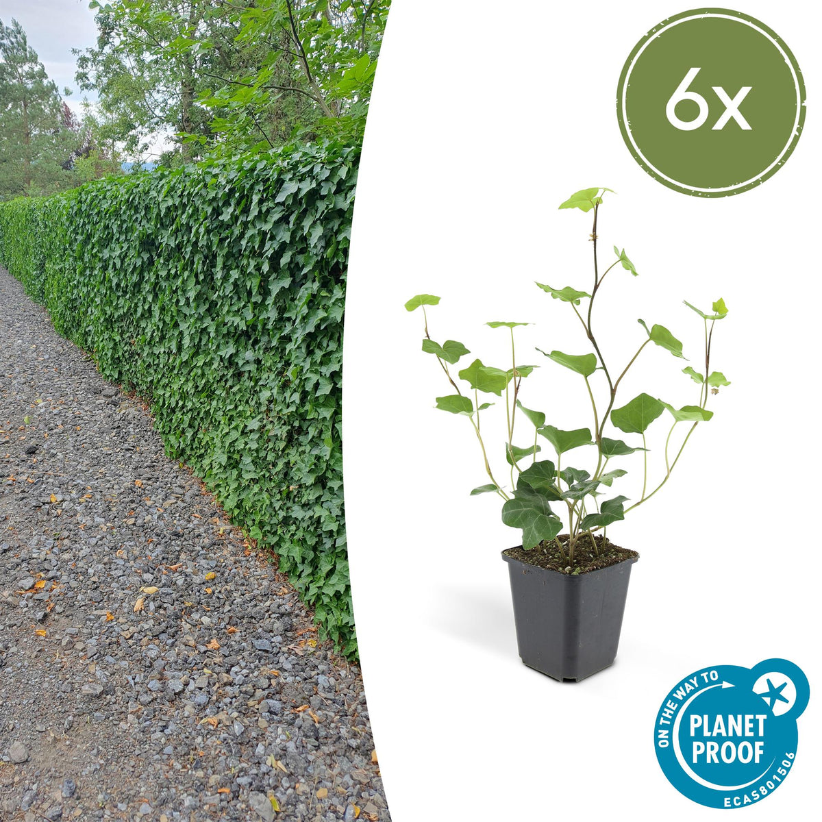 Ierse klimop (Hedera hibernica) - set van 6 – voor tuin & terras