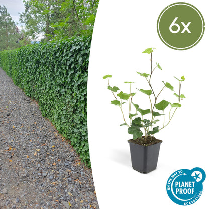 Ierse klimop (Hedera hibernica) - set van 6 – voor tuin & terras