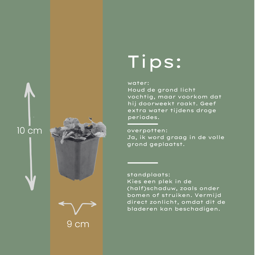 Schuimbloem (Tiarella cordifolia) - set van 6 – voor tuin & terras