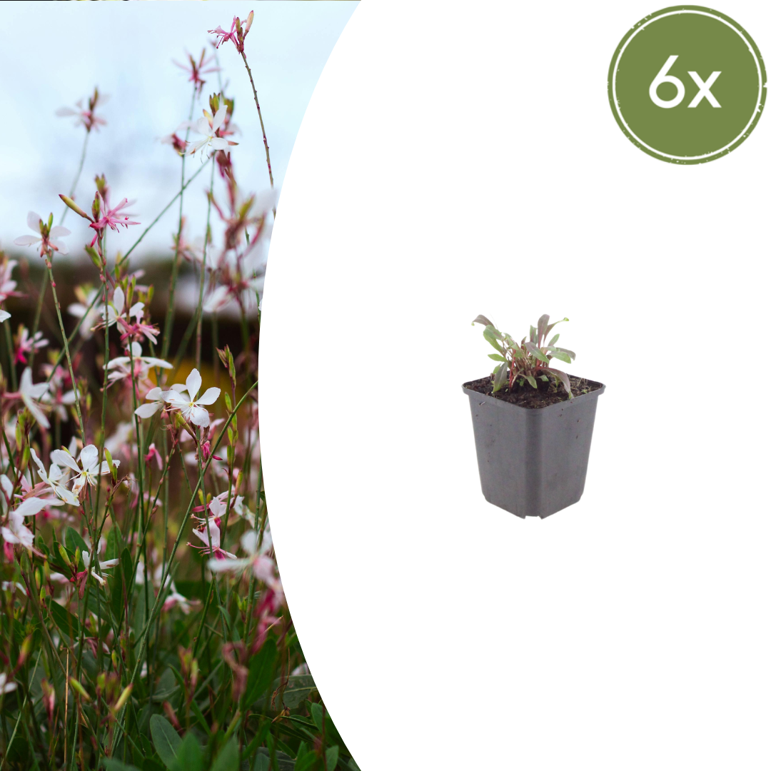 Prachtkaars 'Siskiyou Pink' (Gaura)