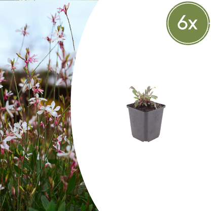 Prachtkaars 'Siskiyou Pink' (Gaura)