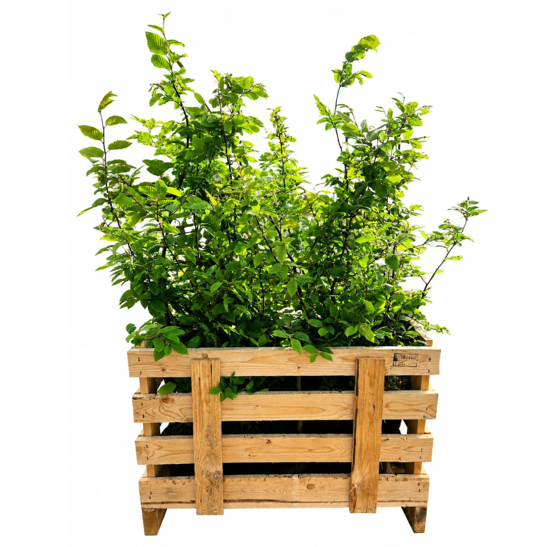 Palletdeal Haagplanten:  50 Carpinus Betulus ↕ 60-80 - Ø 19cm | Mini Pallet