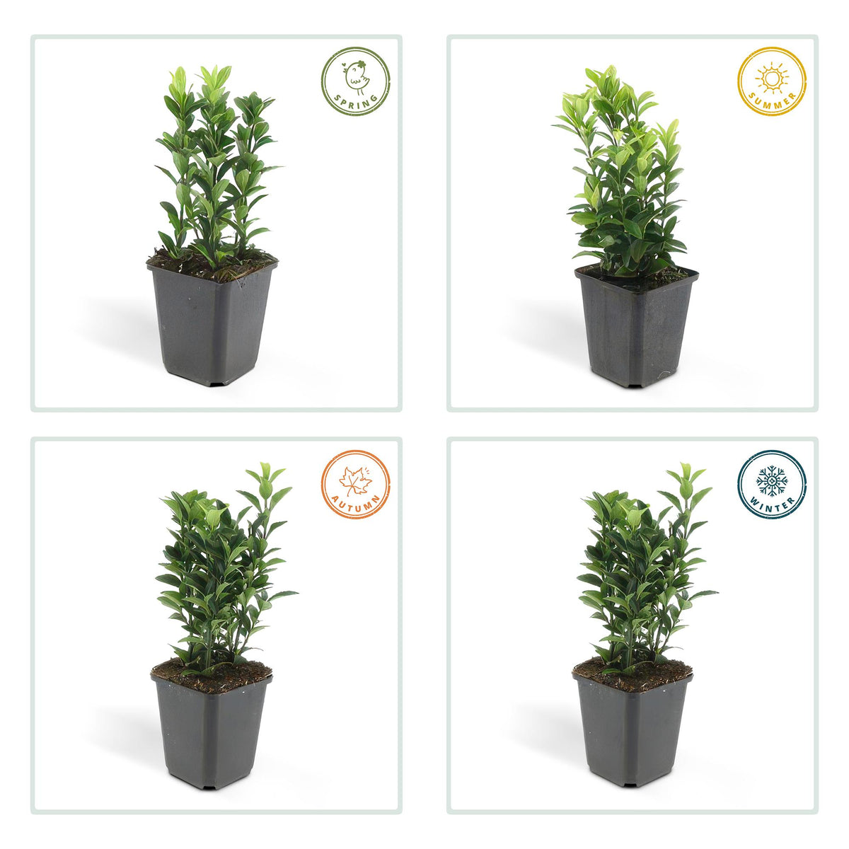 Kardinaalsmuts 'Green Spire' - set van 6 – voor tuin & terras