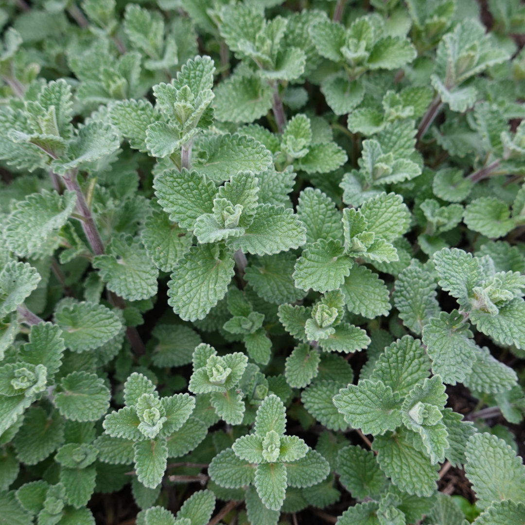 Kattenkruid (Nepeta faassenii) - set van 6 – voor tuin & terras