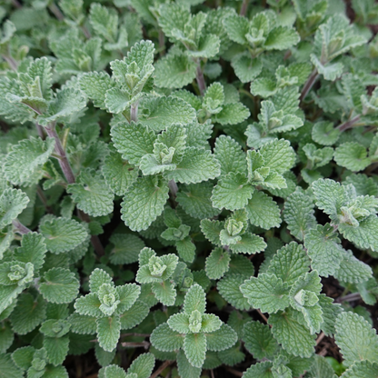 Kattenkruid (Nepeta faassenii) - set van 6 – voor tuin & terras