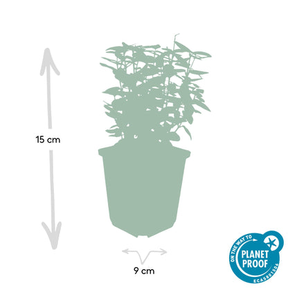 Kardinaalsmuts 'Emerald 'n Gold' - set van 6 – voor tuin & terras