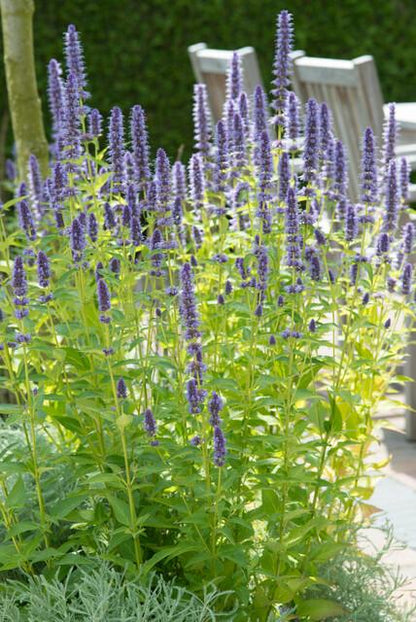 Dropplant 'Black Adder' - set van 6 – voor tuin & terras