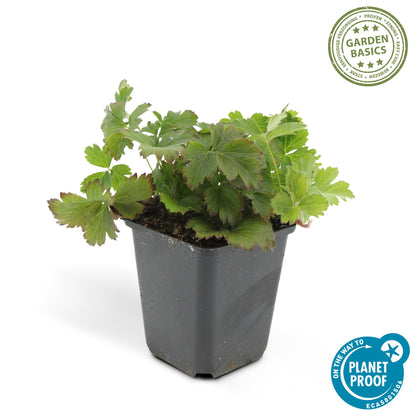 Goudaardbei (Waldsteinia ternata) - set van 6 – voor tuin & terras