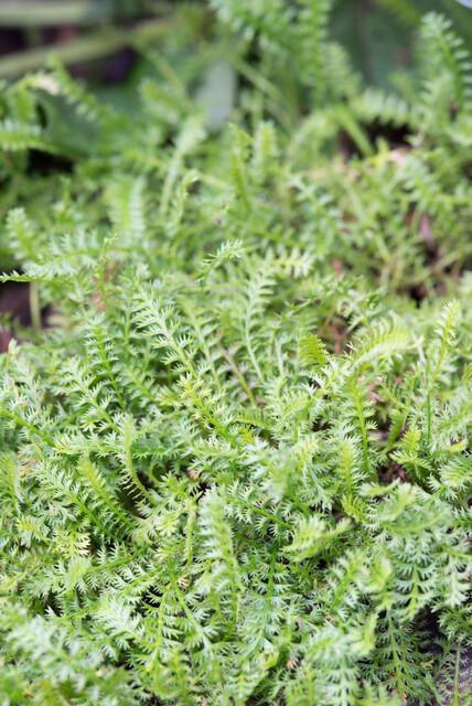 Koperknoopje (Leptinella squalida) - set van 6 – voor tuin & terras