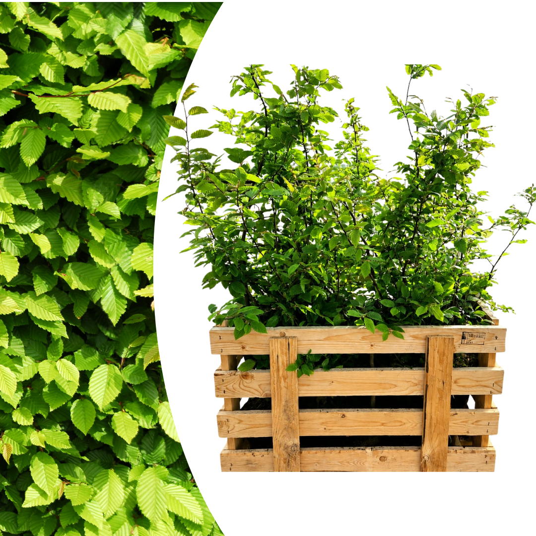Palletdeal Haagplanten:  50 Carpinus Betulus ↕ 60-80 - Ø 19cm | Mini Pallet