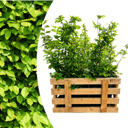 Palletdeal Haagplanten:  50 Carpinus Betulus ↕ 60-80 - Ø 19cm | Mini Pallet