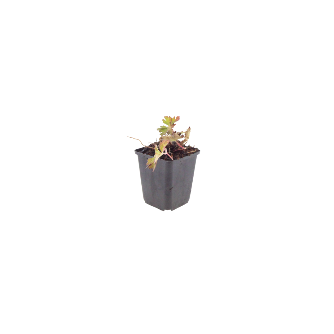 Ooievaarsbek 'Azure Rush' - set van 6 – voor tuin & terras