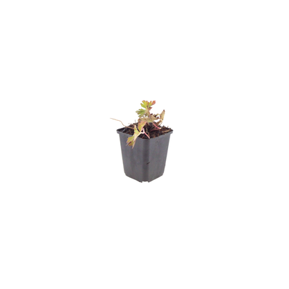Ooievaarsbek 'Azure Rush' - set van 6 – voor tuin & terras