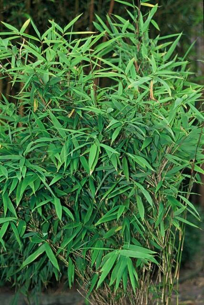 Bamboe (Fargesia rufa) - set van 6 – voor tuin & terras