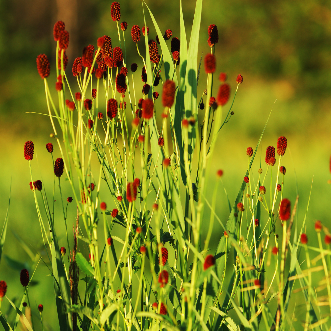 Pimpernel 'Tanna' - set van 6 – voor tuin & terras