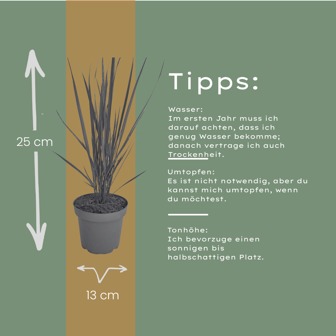 Vingergras 'Northwind' - set van 3 – voor tuin & terras