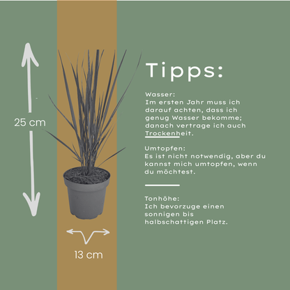 Vingergras 'Northwind' - set van 3 – voor tuin & terras
