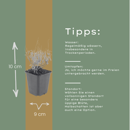Bergsteentijm - set van 6 – voor tuin & terras