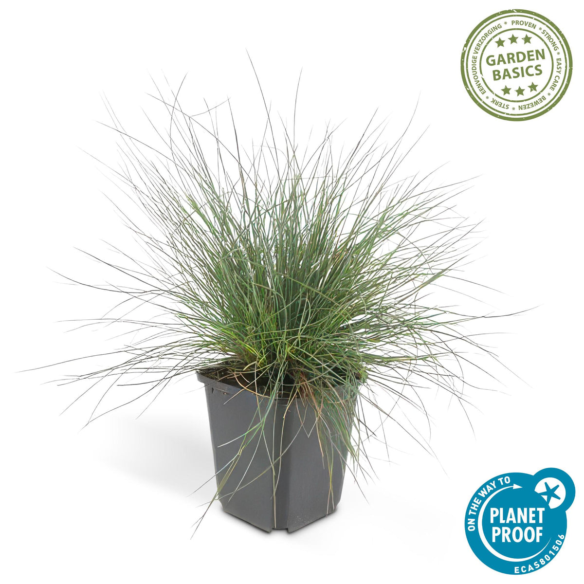 Blauw schapengras 'Elijah Blue' - set van 6 – voor tuin & terras