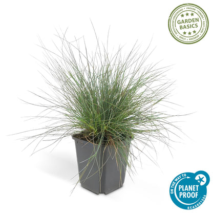 Blauw schapengras 'Elijah Blue' - set van 6 – voor tuin & terras