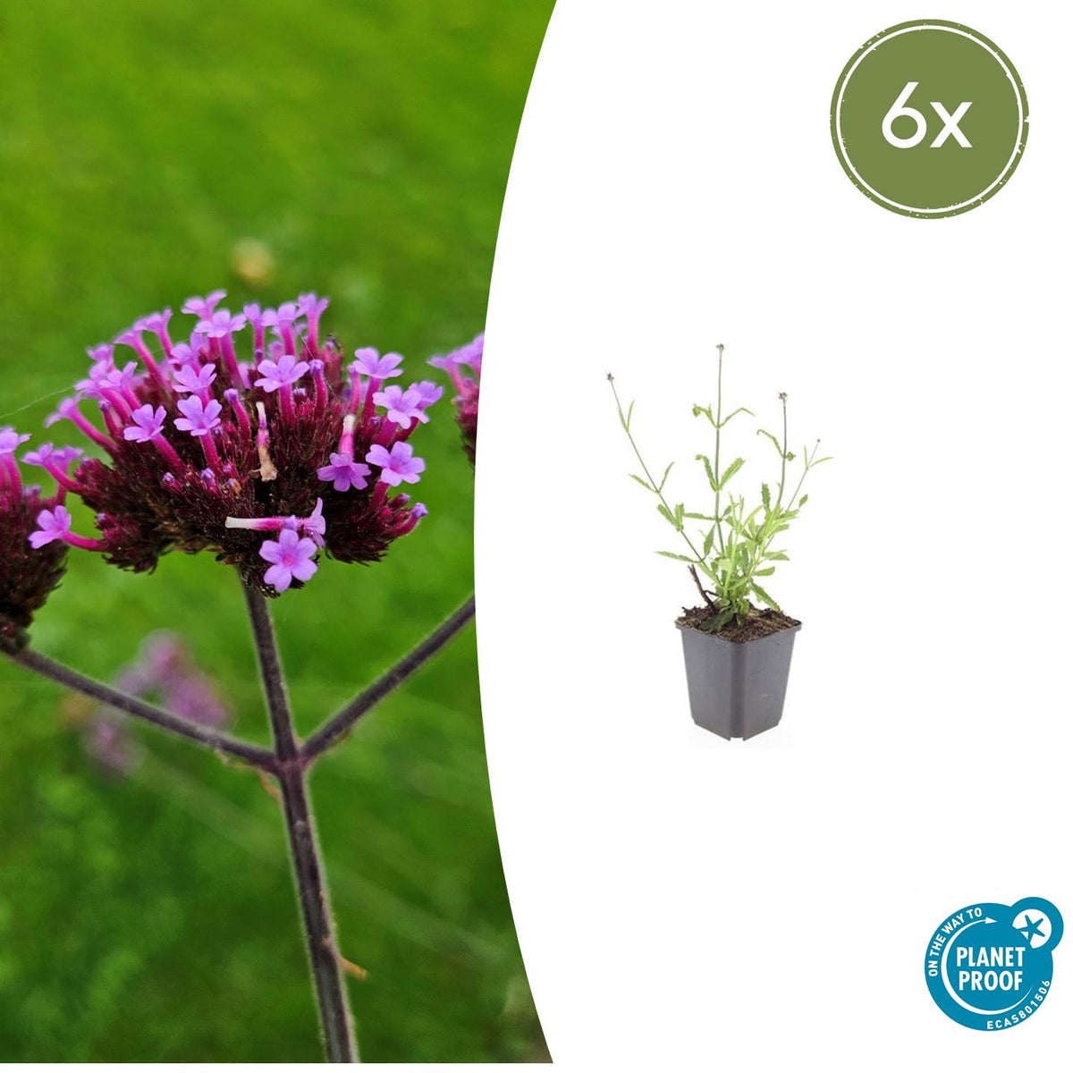 IJzerhard 'Lollipop' - set van 6 – voor tuin & terras