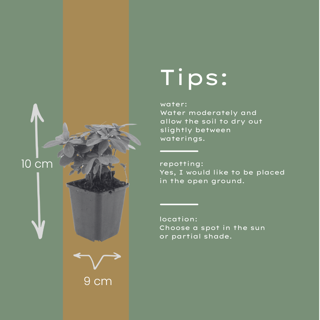 Wolfsmelk (Euphorbia amygdaloides robbiae) - set van 6 – voor tuin & terras