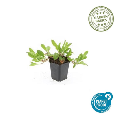 Duizendknoop 'Darjeeling Red' - set van 6 – voor tuin & terras