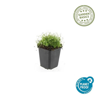Vetmuur - set van 6 – voor tuin & terras