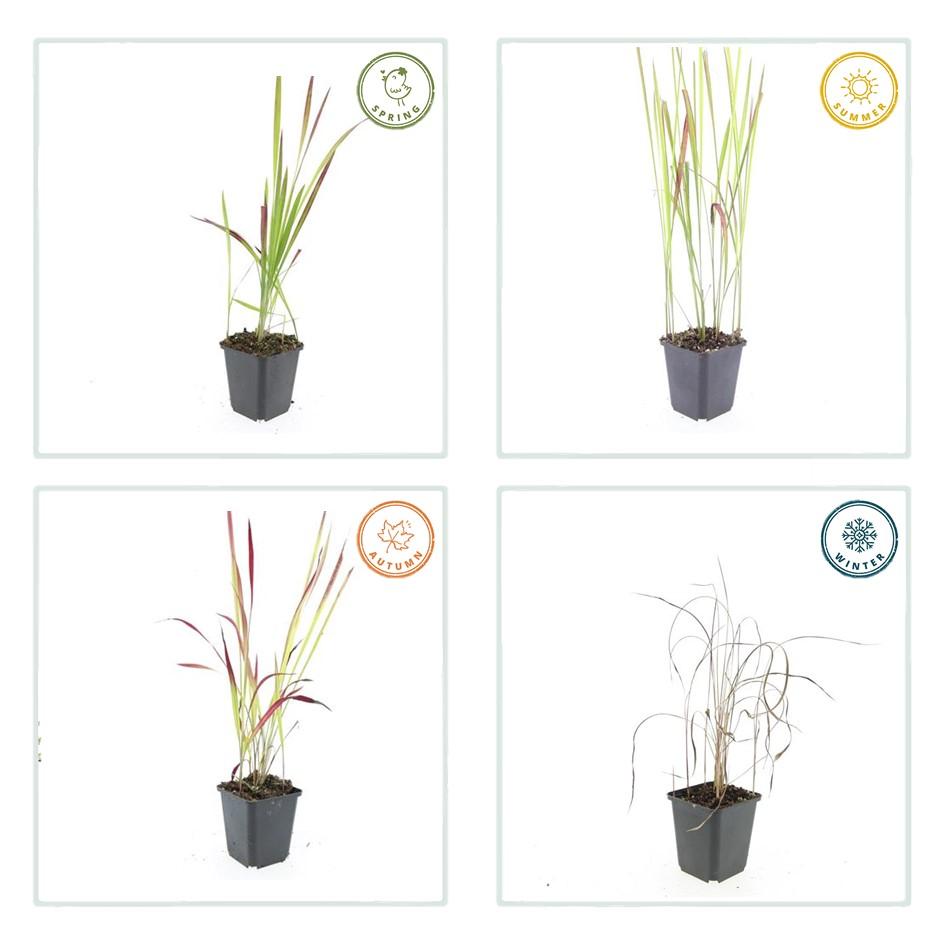 Japans bloedgras 'Red Baron' - set van 6 – voor tuin & terras