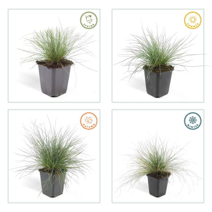 Blauw schapengras 'Elijah Blue' - set van 12 – voor tuin & terras