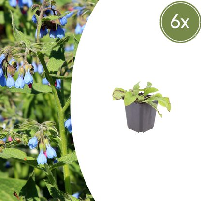 Smeerwortel 'Wisley Blue' - set van 6 – voor tuin & terras