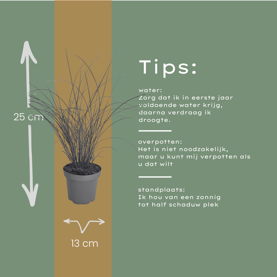 Prachtriet 'Gracillimus' - set van 3 – voor tuin & terras