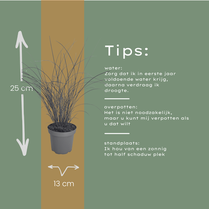 Prachtriet 'Gracillimus' - set van 3 – voor tuin & terras
