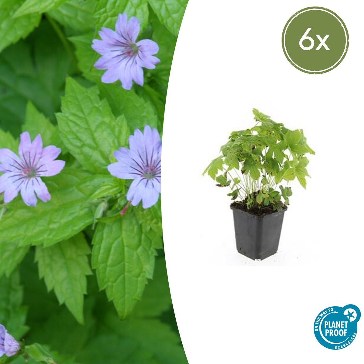 Ooievaarsbek (Geranium nodosum) - set van 6 – voor tuin & terras