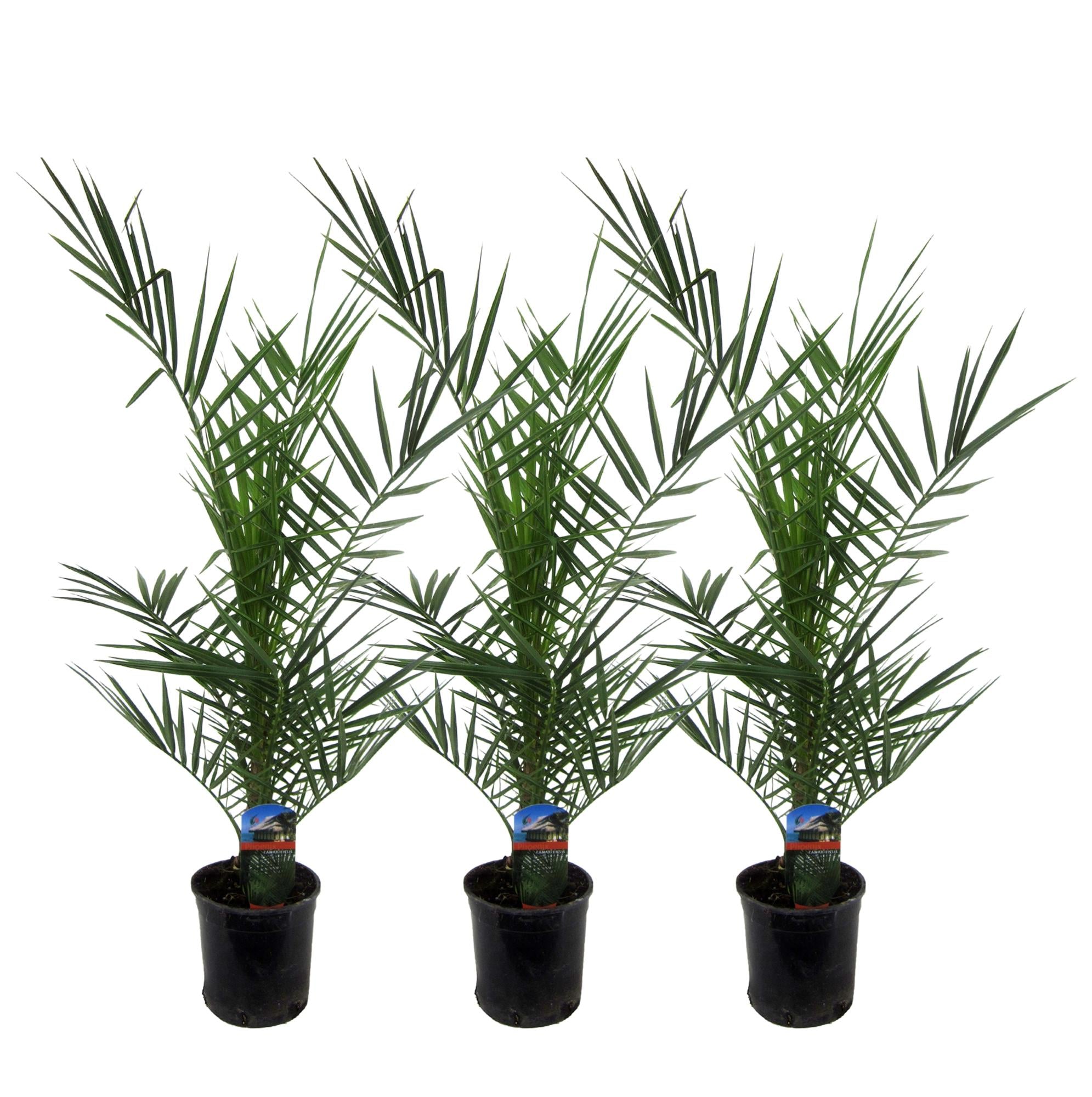 Dadelpalm Phoenix - 80 cm (set van 3)