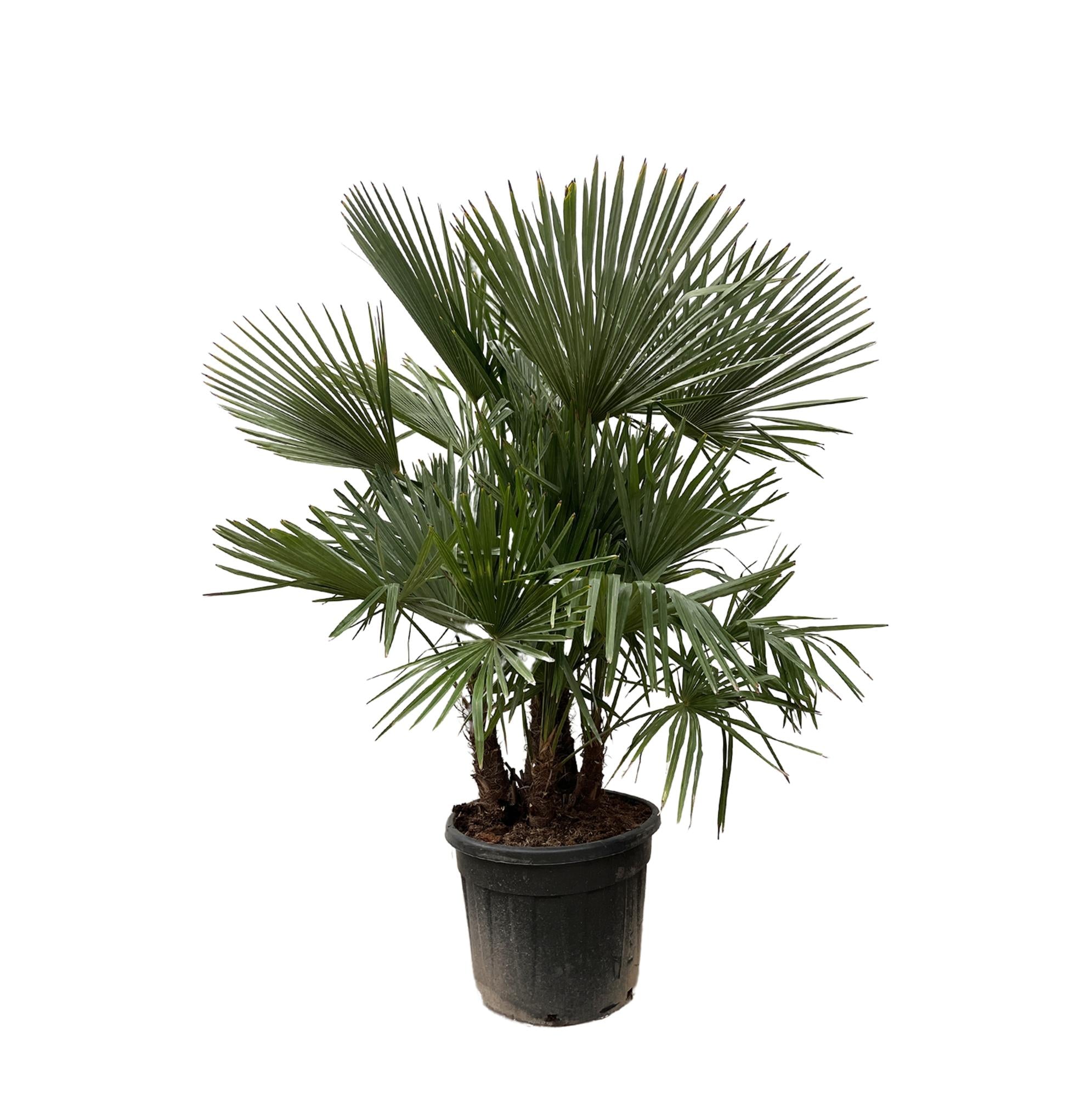 Waaierpalm Trachycarpus multistam - 230 cm